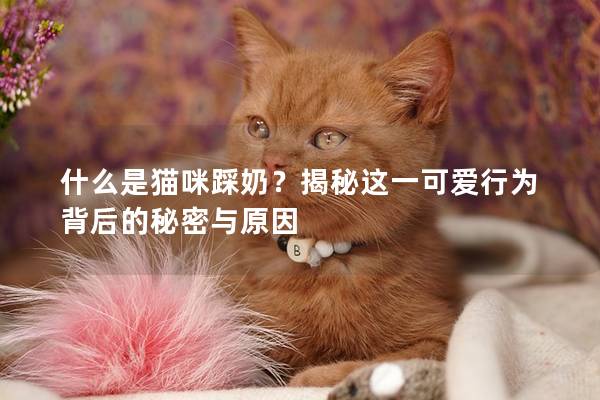 什么是貓咪踩奶？揭秘這一可愛行為背后的秘密與原因