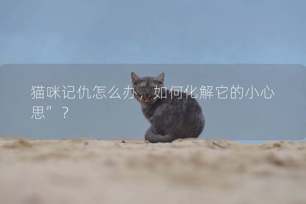 貓咪記仇怎么辦，如何化解它的小心思”？