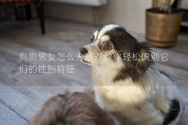 狗狗男女怎么分辨?教你輕松識別它們的性別特征 狗狗男女怎么分辨?教你輕松識別它們的性別特征
