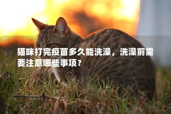 貓咪打完疫苗多久能洗澡，洗澡前需要注意哪些事項？