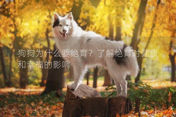 狗狗為什么要絕育?了解絕育對健康和幸福的影響 狗狗為什么要絕育?了解絕育對健康和幸福的影響