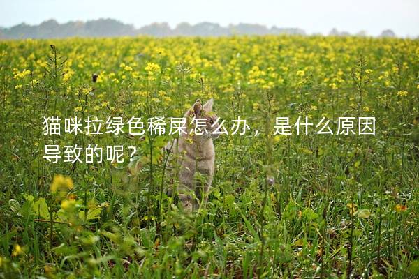 貓咪拉綠色稀屎怎么辦，是什么原因導致的呢？