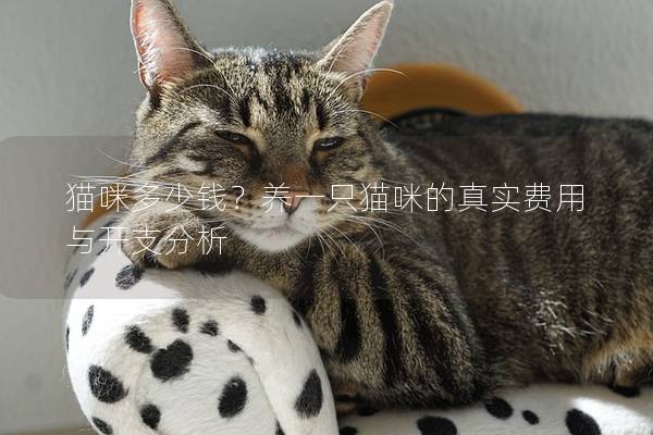 貓咪多少錢？養一只貓咪的真實費用與開支分析
