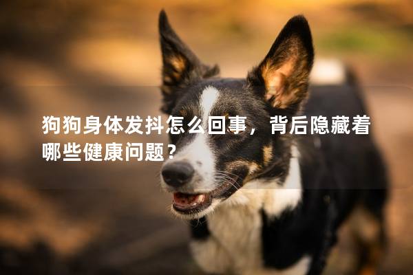 狗狗身體發抖怎么回事，背后隱藏著哪些健康問題？
