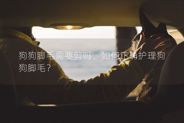 狗狗腳毛需要剪嗎，如何正確護理狗狗腳毛？