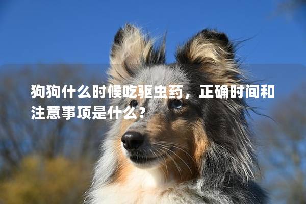 狗狗什么時候吃驅蟲藥,正確時間和注意事項是什么? 狗狗什么時候吃驅蟲藥,正確時間和注意事項是什么?