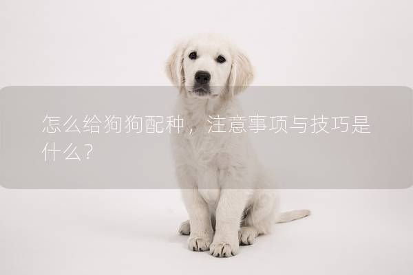 怎么給狗狗配種，注意事項與技巧是什么？