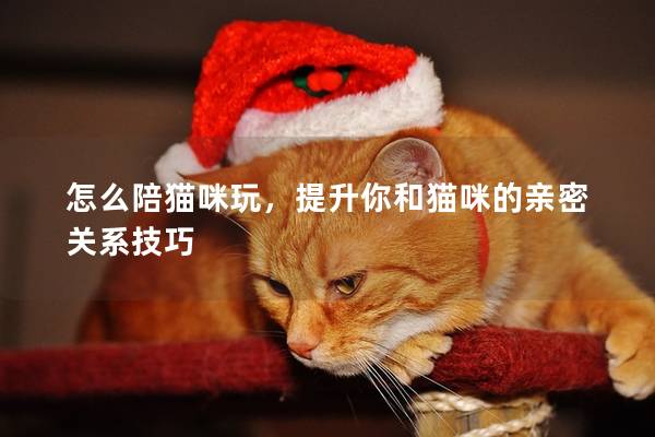怎么陪貓咪玩，提升你和貓咪的親密關系技巧