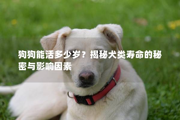 狗狗能活多少歲？揭秘犬類壽命的秘密與影響因素