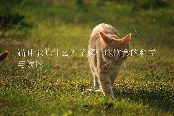 貓咪能吃什么？了解貓咪飲食的科學(xué)與誤區(qū)