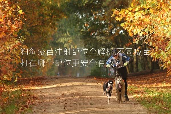 狗狗疫苗注射部位全解析,不同疫苗打在哪個部位更安全有效？