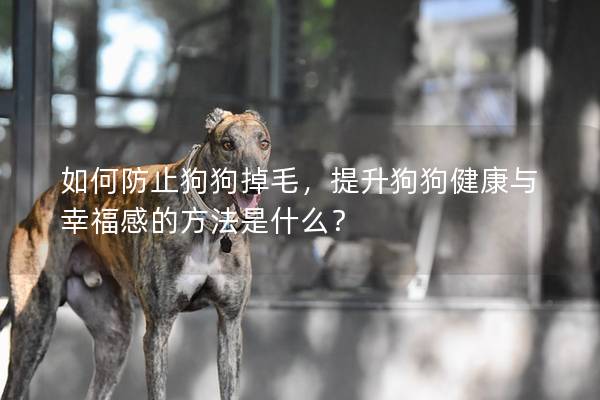 如何防止狗狗掉毛，提升狗狗健康與幸福感的方法是什么？