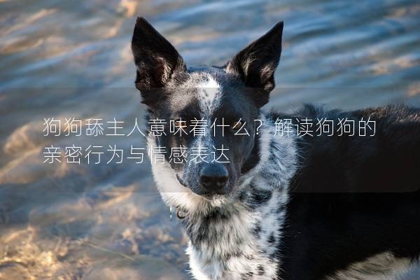 狗狗舔主人意味著什么？解讀狗狗的親密行為與情感表達