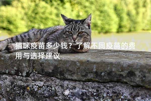 貓咪疫苗多少錢？了解不同疫苗的費用與選擇建議