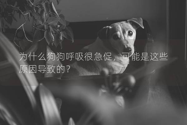 為什么狗狗呼吸很急促，可能是這些原因導致的？
