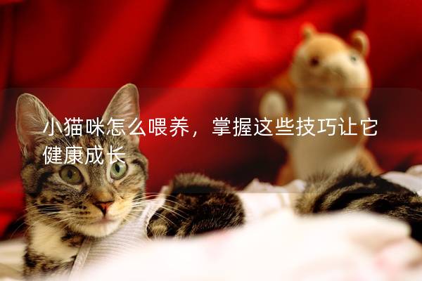 小貓咪怎么喂養，掌握這些技巧讓它健康成長