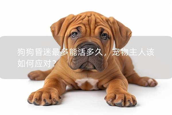 狗狗昏迷最多能活多久，寵物主人該如何應對？