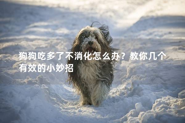 狗狗吃多了不消化怎么辦？教你幾個有效的小妙招