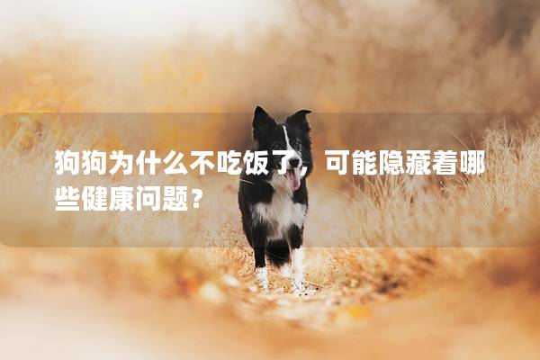 狗狗為什么不吃飯了，可能隱藏著哪些健康問(wèn)題？