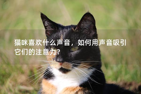 貓咪喜歡什么聲音，如何用聲音吸引它們的注意力？