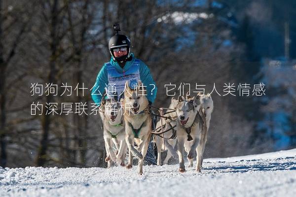 狗狗為什么通人性？它們與人類情感的深厚聯系解析
