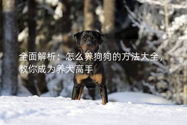 全面解析：怎么養狗狗的方法大全，教你成為養犬高手