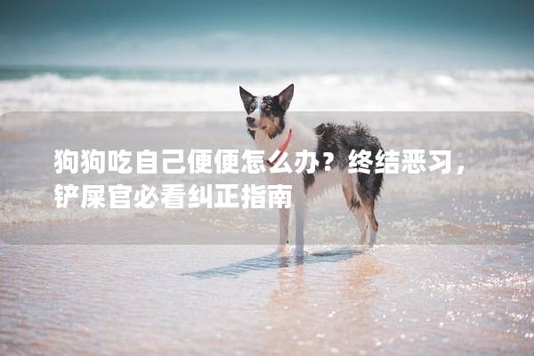 狗狗吃自己便便怎么辦？終結(jié)惡習(xí)，鏟屎官必看糾正指南