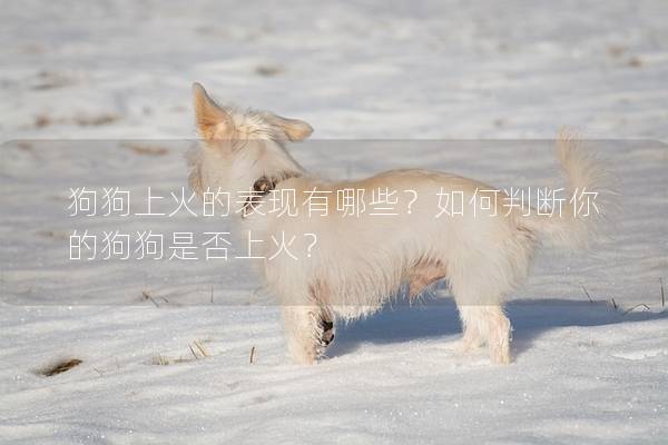 狗狗上火的表現(xiàn)有哪些？如何判斷你的狗狗是否上火？