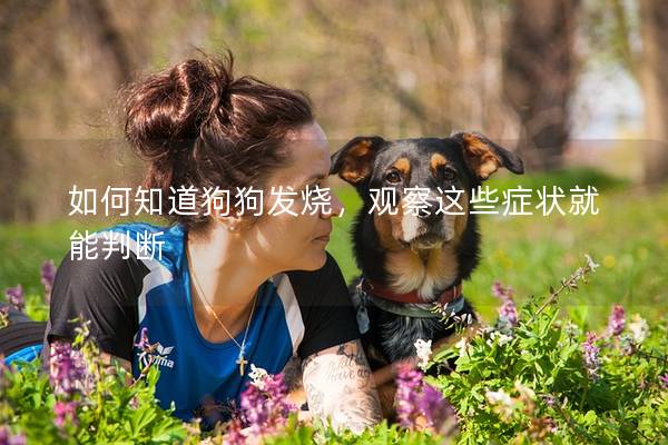 如何知道狗狗發燒,觀察這些癥狀就能判斷 如何知道狗狗發燒,觀察這些癥狀就能判斷