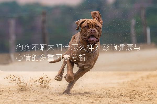 狗狗不曬太陽會怎么樣？影響健康與心情的多重因素分析