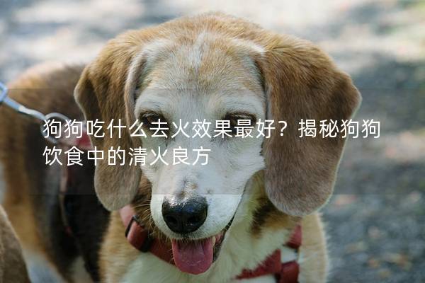 狗狗吃什么去火效果最好？揭秘狗狗飲食中的清火良方