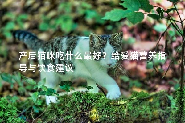 產(chǎn)后貓咪吃什么最好？給愛貓營養(yǎng)指導與飲食建議