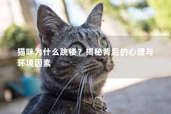 貓咪為什么跳樓？揭秘背后的心理與環(huán)境因素