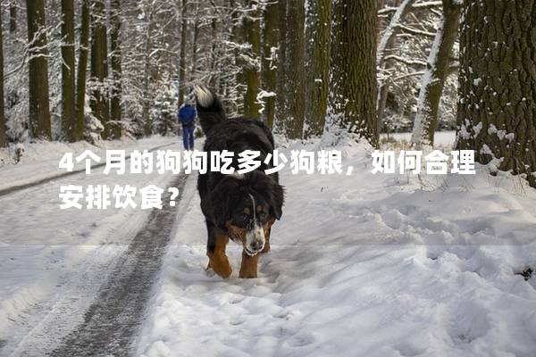 4個月的狗狗吃多少狗糧,如何合理安排飲食? 4個月的狗狗吃多少狗糧,如何合理安排飲食?