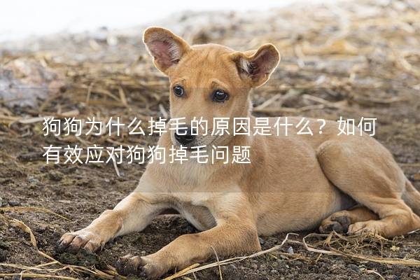狗狗為什么掉毛的原因是什么？如何有效應對狗狗掉毛問題