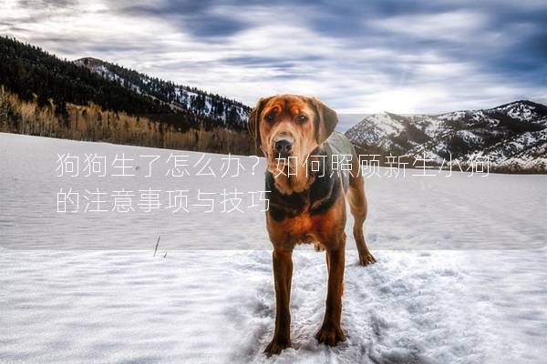 狗狗生了怎么辦？如何照顧新生小狗的注意事項與技巧