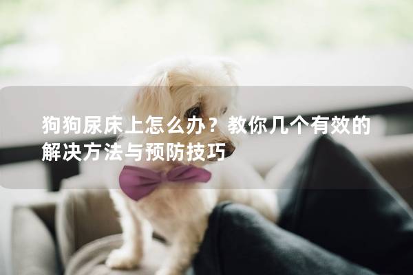 狗狗尿床上怎么辦？教你幾個有效的解決方法與預防技巧