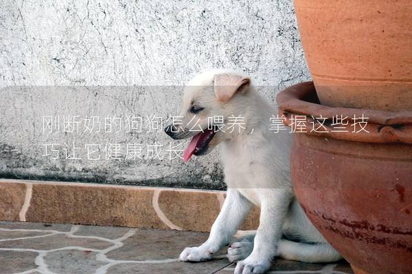 剛斷奶的狗狗怎么喂養，掌握這些技巧讓它健康成長
