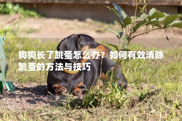 狗狗長(zhǎng)了跳蚤怎么辦？如何有效清除跳蚤的方法與技巧