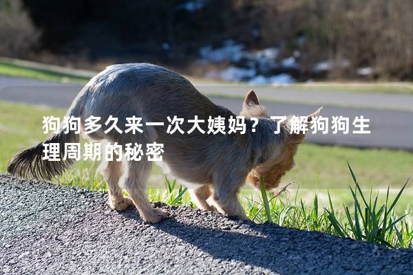 狗狗多久來一次大姨媽？了解狗狗生理周期的秘密