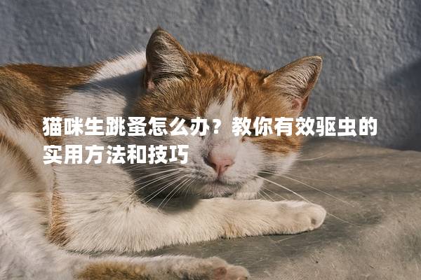 貓咪生跳蚤怎么辦？教你有效驅(qū)蟲的實(shí)用方法和技巧