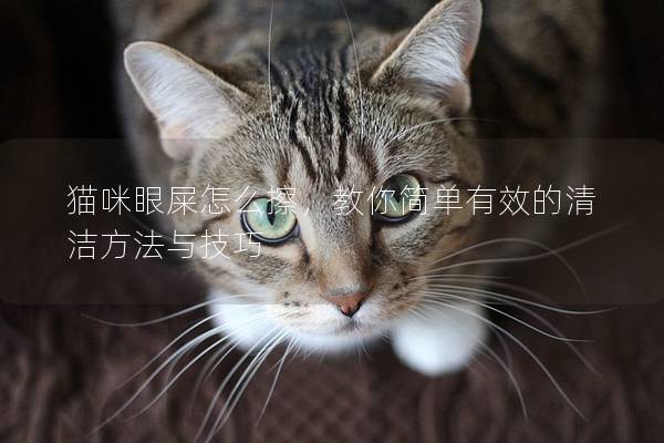 貓咪眼屎怎么擦，教你簡單有效的清潔方法與技巧