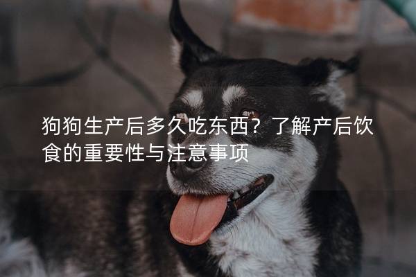 狗狗生產(chǎn)后多久吃東西？了解產(chǎn)后飲食的重要性與注意事項(xiàng)