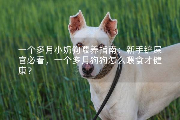 一個多月小奶狗喂養指南：新手鏟屎官必看，一個多月狗狗怎么喂食才健康？