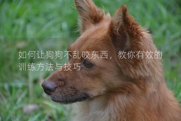 如何讓狗狗不亂咬東西,教你有效的訓(xùn)練方法與技巧 如何讓狗狗不亂咬東西,教你有效的訓(xùn)練方法與技巧