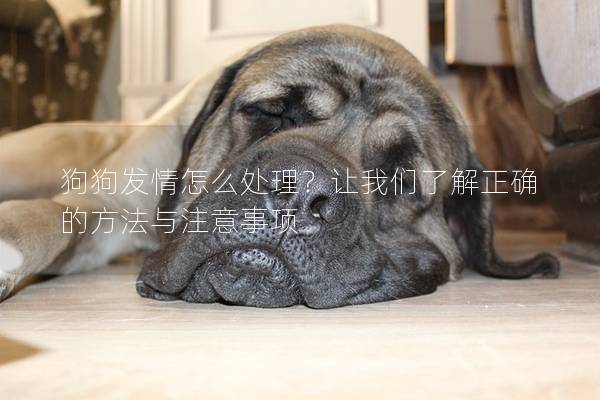 狗狗發情怎么處理？讓我們了解正確的方法與注意事項