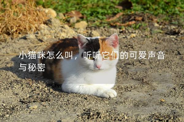 小貓咪怎么叫，聽聽它們的可愛聲音與秘密