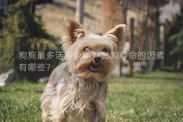 狗狗最多活多少年?影響壽命的因素有哪些? 狗狗最多活多少年?影響壽命的因素有哪些?