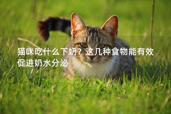貓咪吃什么下奶？這幾種食物能有效促進奶水分泌