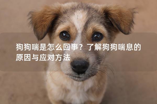狗狗喘是怎么回事？了解狗狗喘息的原因與應(yīng)對方法